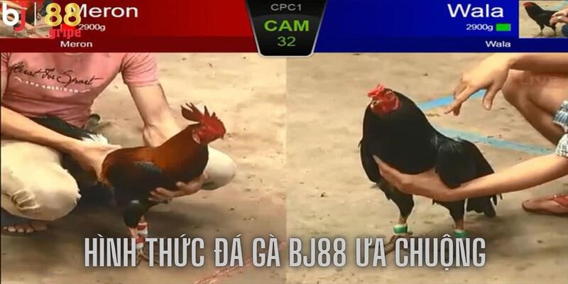 Đá Gà BJ88 - Trải Nghiệm Xem Đá Gà Trực Tuyến 2026 4 Mang đến các hình thức đa dạng, chất lượng hấp dẫn