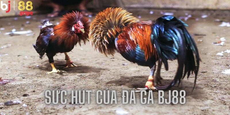 Đá Gà BJ88 - Trải Nghiệm Xem Đá Gà Trực Tuyến 2026 3 Sức hút đủ để sánh ngang với nhiều thương hiệu lớn