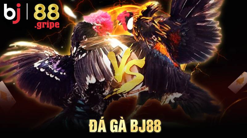 Đá Gà BJ88 - Trải Nghiệm Xem Đá Gà Trực Tuyến 2026 1 Đá gà BJ88